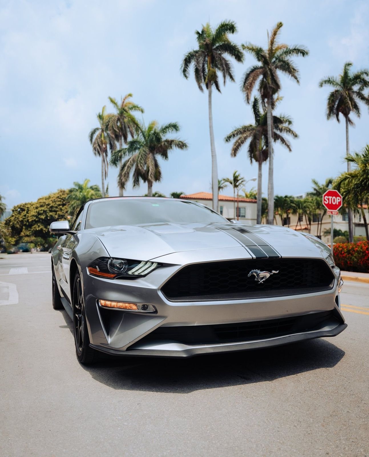 Mustang gris entre palmeras en Miami